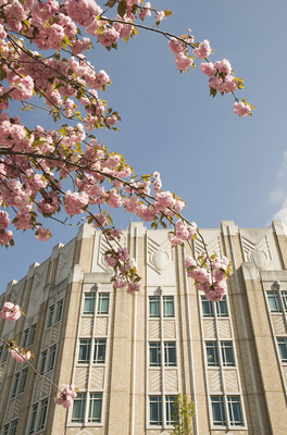 Cherry blossoms